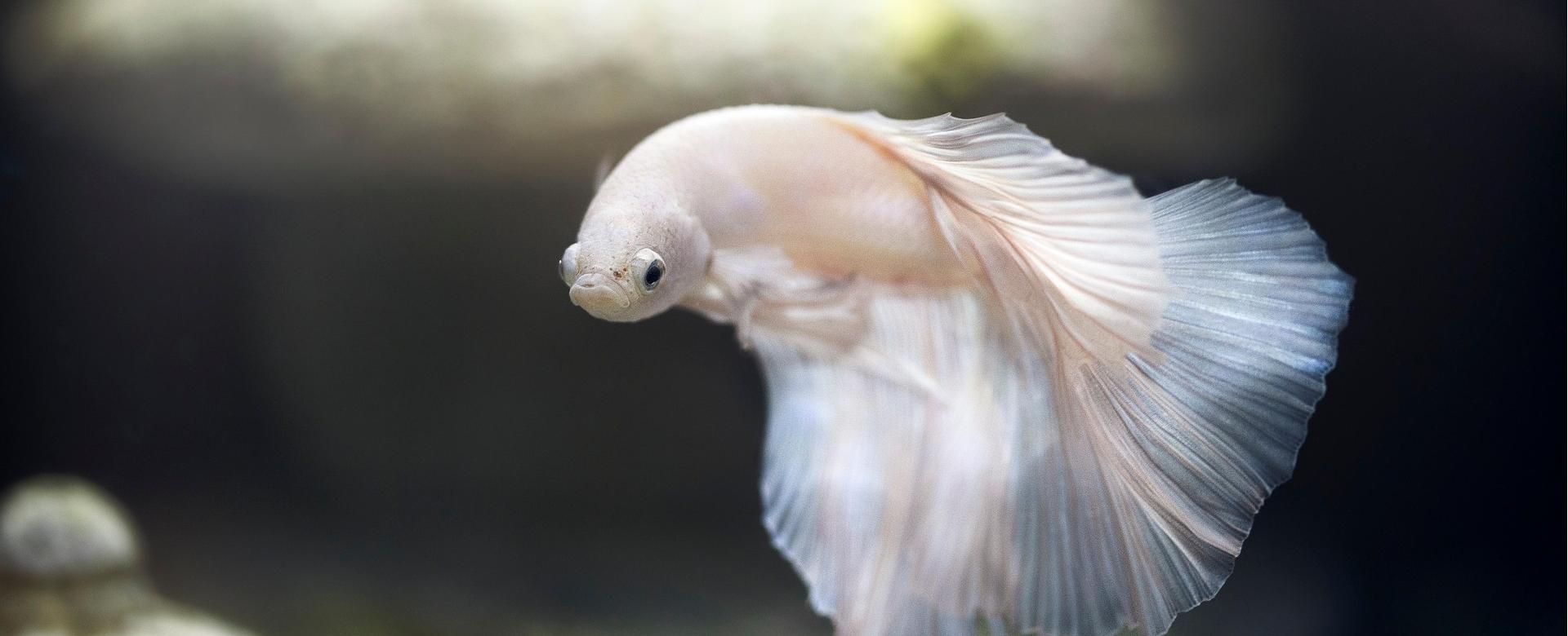 Aquarium-Ausrüstungsgeschäft -Aquarium-Ausrüstungsgeschäft aquarium 5650174 1920