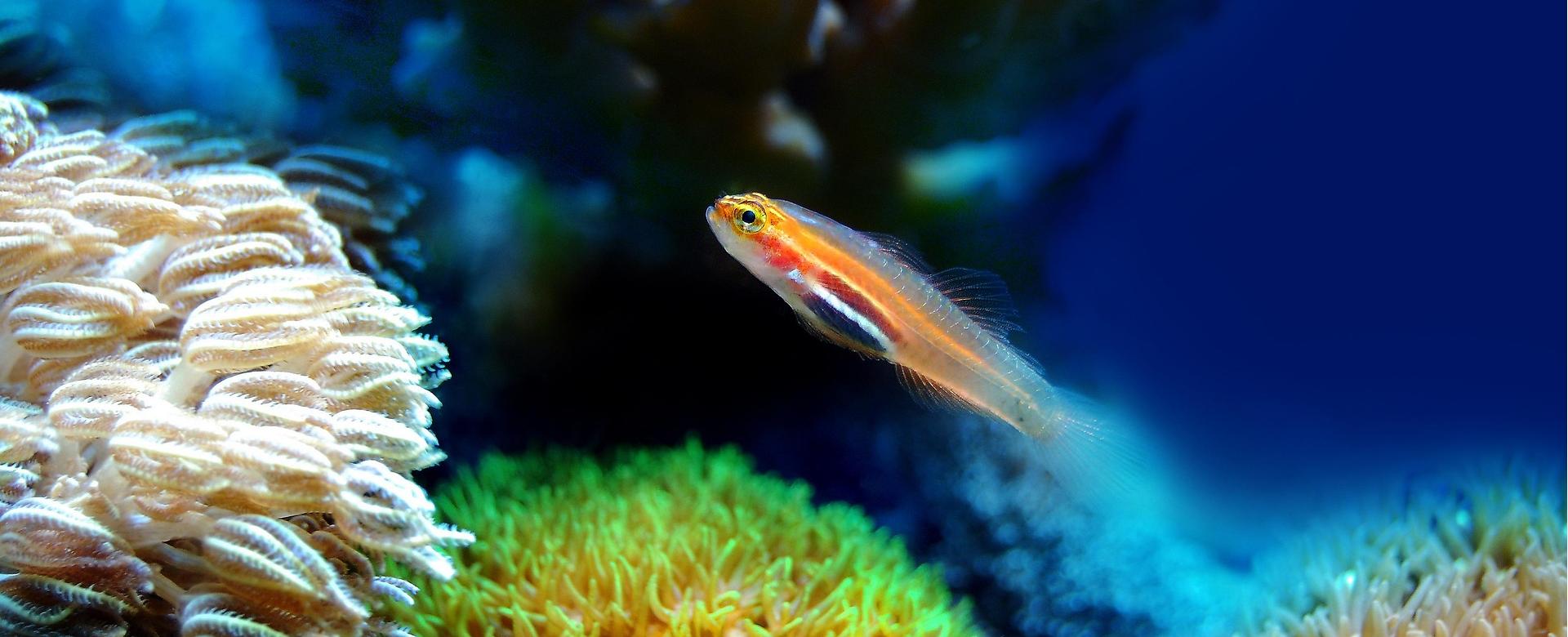 Aquarium-Ausrüstungsgeschäft -Aquarium-Ausrüstungsgeschäft fish 2580208 1920